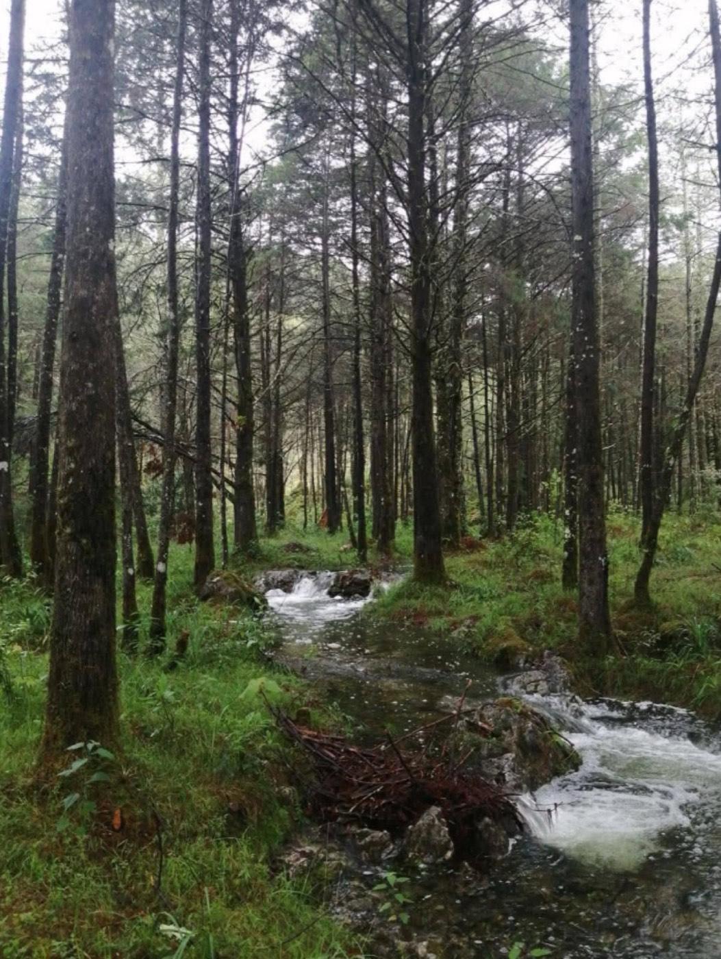 La Trinidad — Bosque de Niebla de Xilitla — foto 7