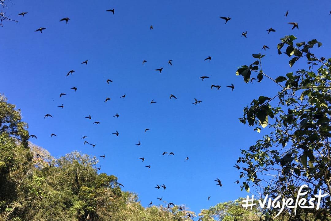 Aves volando sobre Sótano de las Golondrinas, en Aquismón