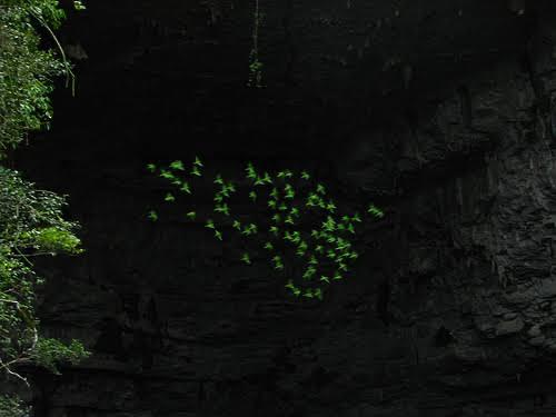 Pericos en Sótano de las Huahuas, en Aquismón