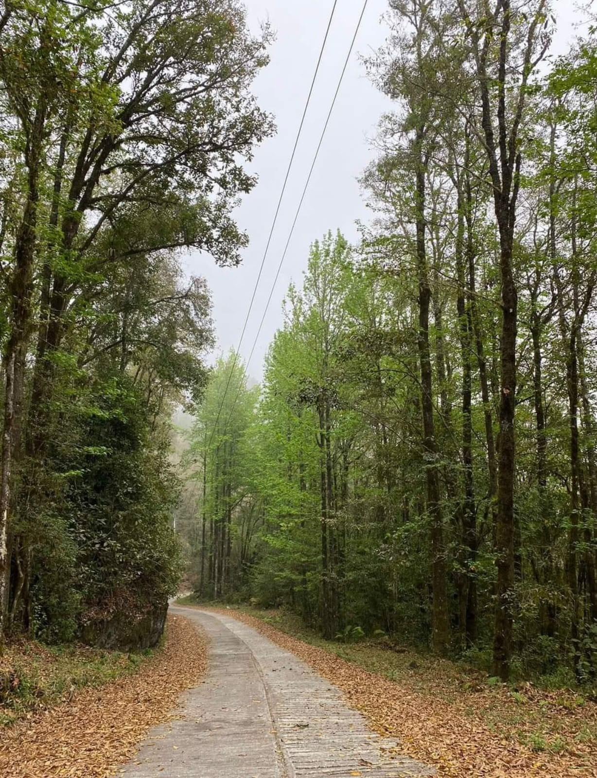 Sierra de Xilitla — camino entre el bosque alto