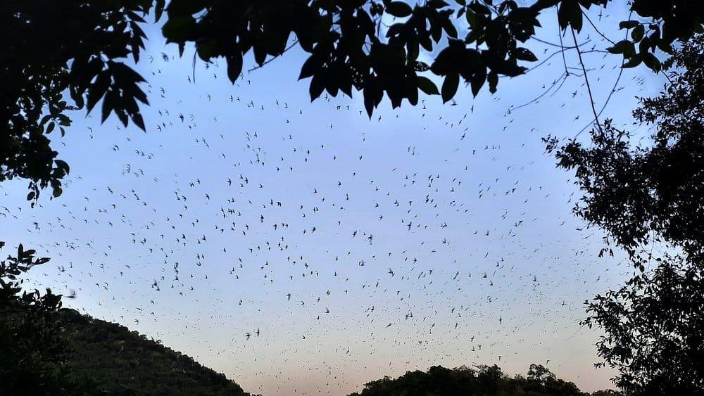 Sótano de las Huahuas — miles de aves regresan al abismo al atardecer