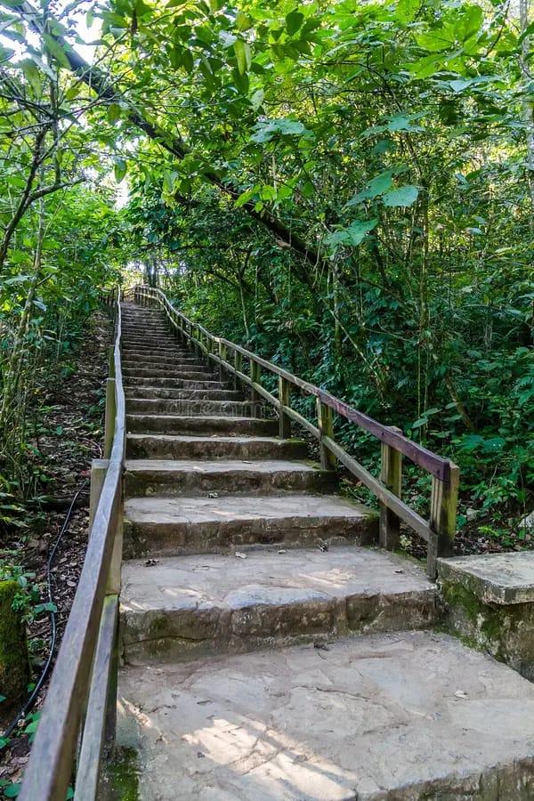 Selva huasteca — escalones de piedra rumbo al borde del sótano