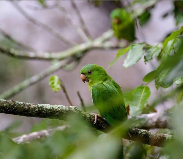 Sótano de las Huahuas — perico verde, de las aves que vuelven al atardecer