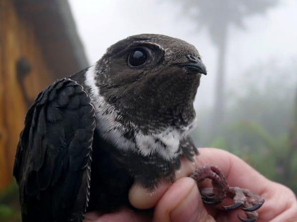 Sótano de las Huahuas — un vencejo, de las aves que cada tarde vuelven al abismo