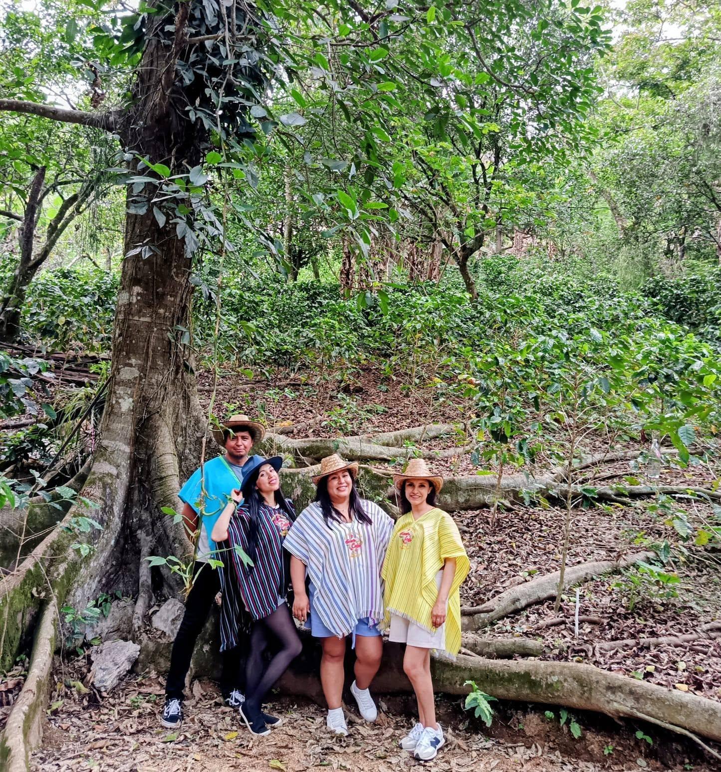 Four visitors in ponchos and straw hats posing under a huge tree in the middle of the coffee grove
