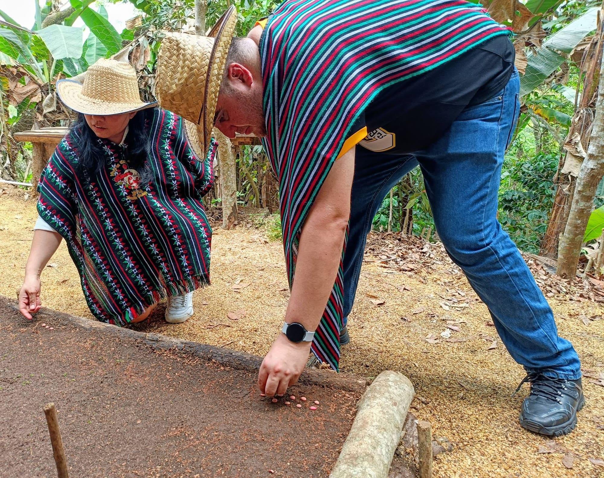 Dos visitantes separando granos de café a mano en el patio de secado de la finca