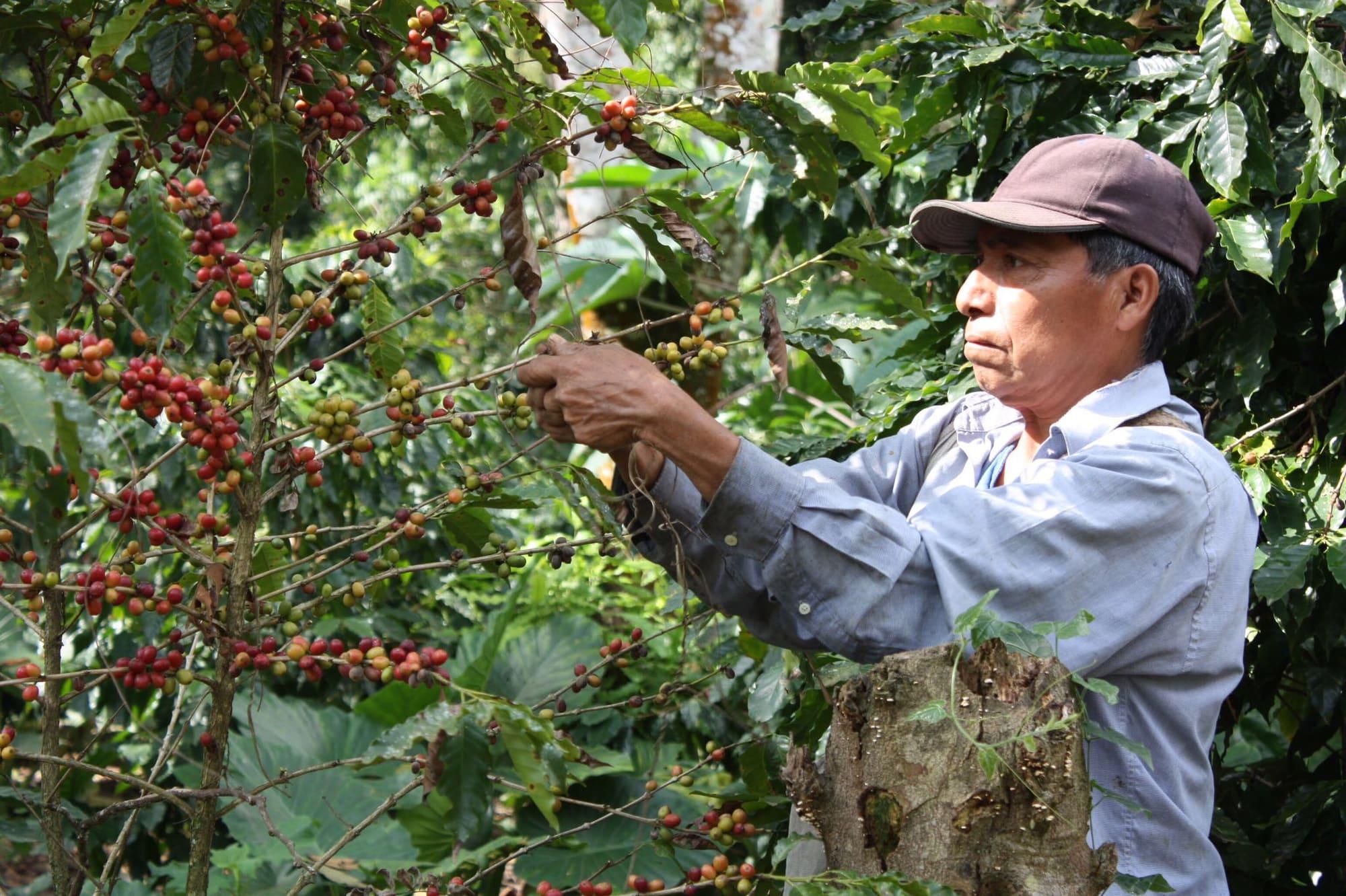 Travesía del Café — Finca Cafetalera de Xilitla en RZR