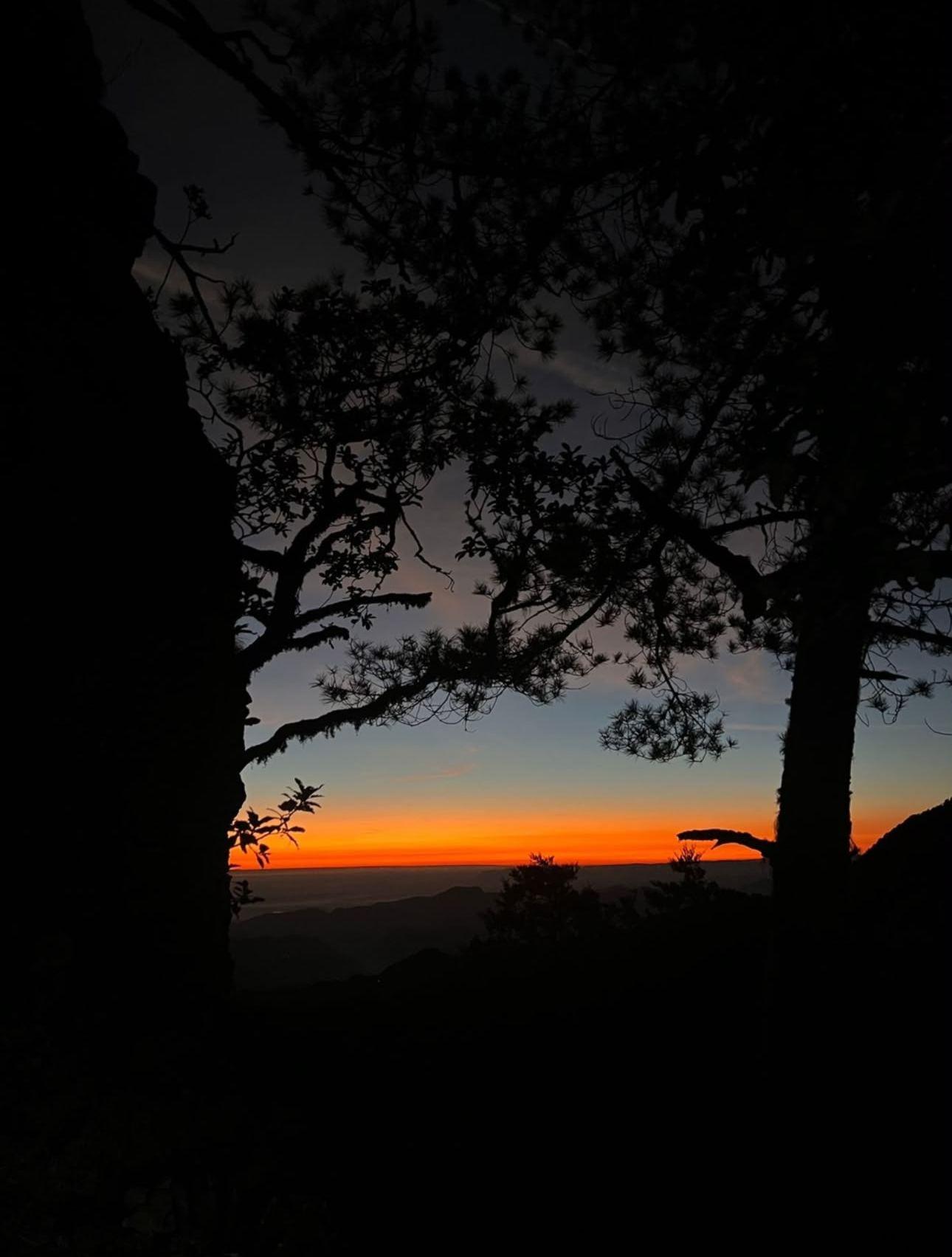 Pinos del bosque de niebla de la Trinidad recortados contra la primera luz naranja del día
