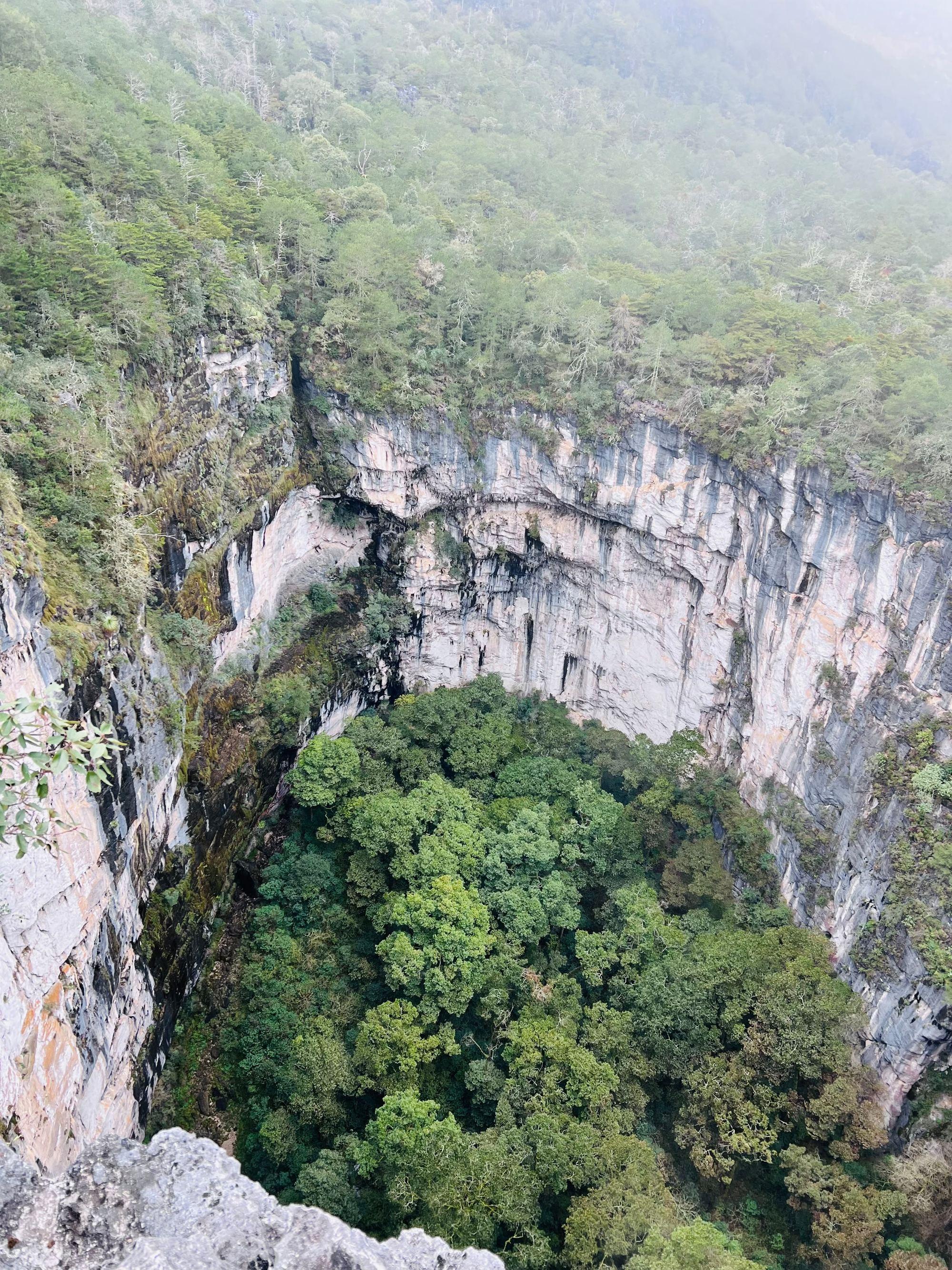 Vista desde el borde hacia el fondo del sótano, donde las copas de los árboles parecen musgo