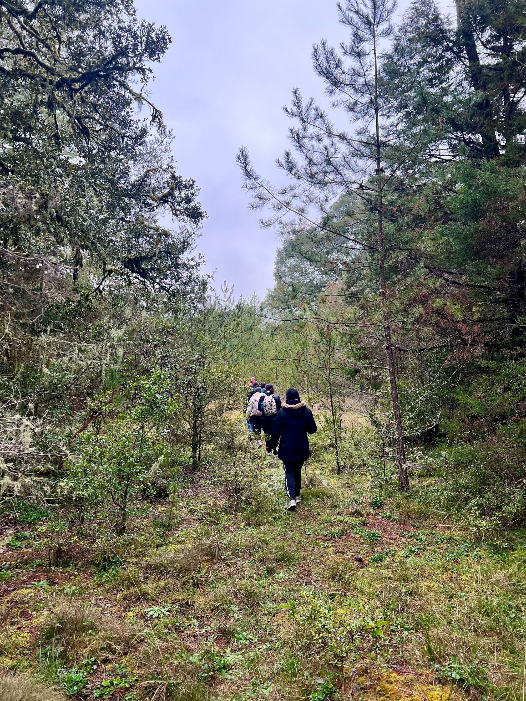 Grupo caminando en fila por el sendero del bosque de niebla de la Trinidad rumbo al sótano