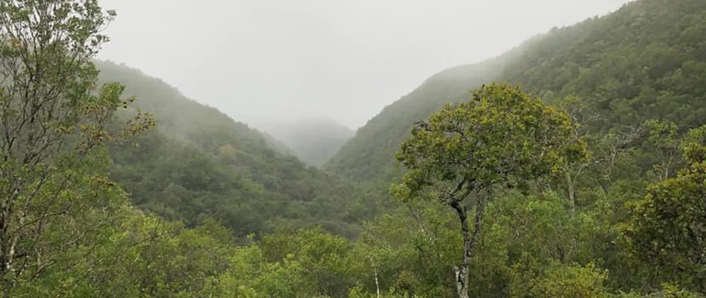 cascadas San Luis Potosí selva potosina rodeadas de vegetación tropical densa